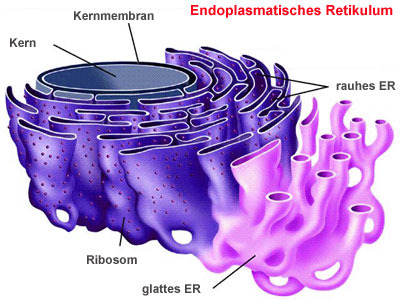 <p>Membranzisternen im Cytoplasma, steht meist in Verbindung mit Kernhülle; raues/glattes ER: mit/ohne Ribosomen; Funktion: Synthese von Proteinen, Stofftransport innerhalb der Zelle</p>