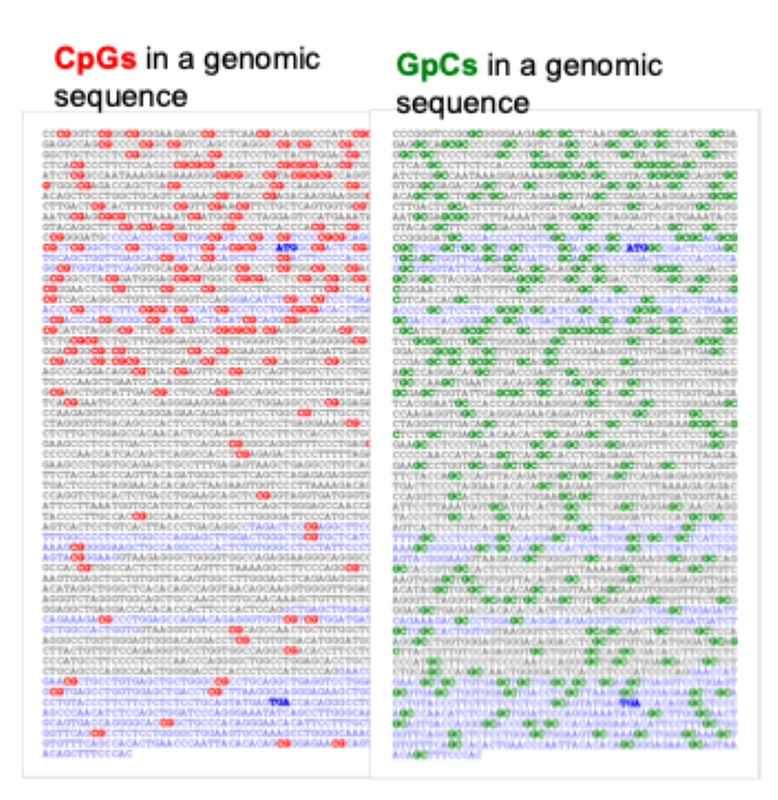 <p>CpG- rich areas in the genome </p><p>Defined as &gt;0.5 kb stretches of DNA with a G + C content &gt;/ 55%</p><p>CpG islands are typically located in the promoter region, 5’ to the TSS</p>