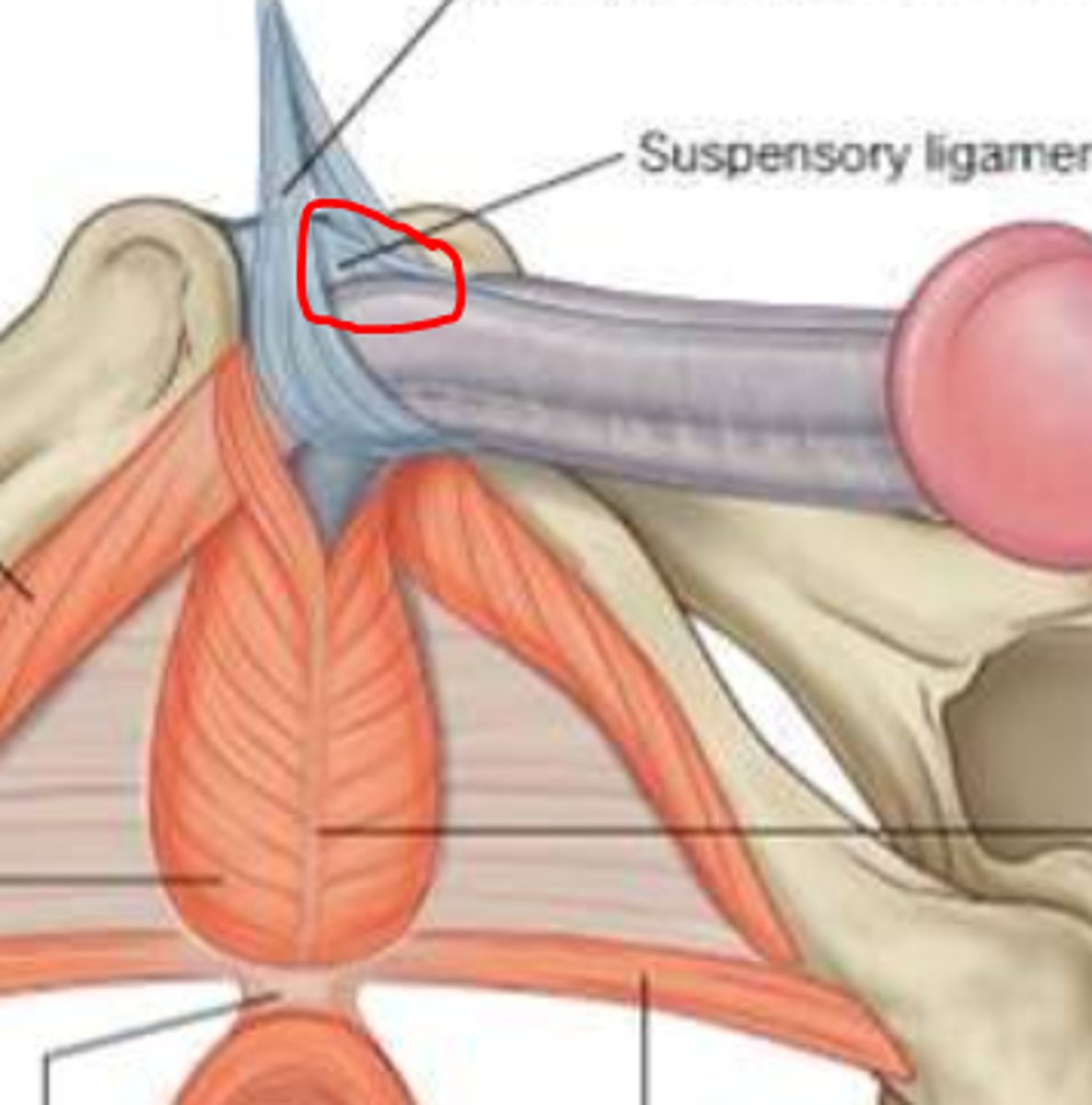 <p>connects erectile body to pubic symphysis</p>