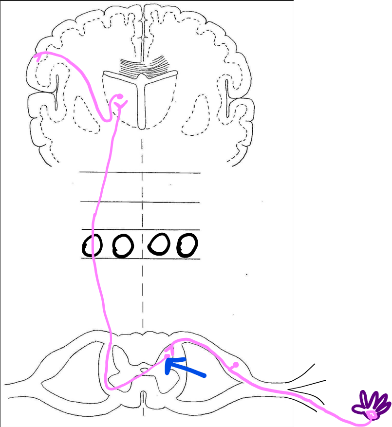 <p>the dorsal horn</p>