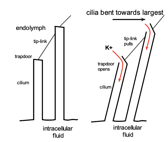 <ol><li><p>Thin <strong>tip links</strong> of cadherin connect the tip of each sterocilium to the shaft of the next <strong>longer</strong> neighbour</p></li><li><p>hair bundle deflected in direction of <strong>longer</strong></p></li><li><p>tip links stretched</p></li><li><p>tension physically opens ion channels at the tips of sterocilia</p></li><li><p>Allow influx of cations</p></li><li><p>→ depolarisation → K+ enters the cell (the endolymph has very high K+</p></li></ol><p></p>