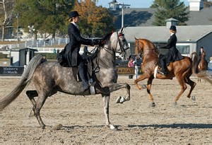 <p>Saddle bred</p>