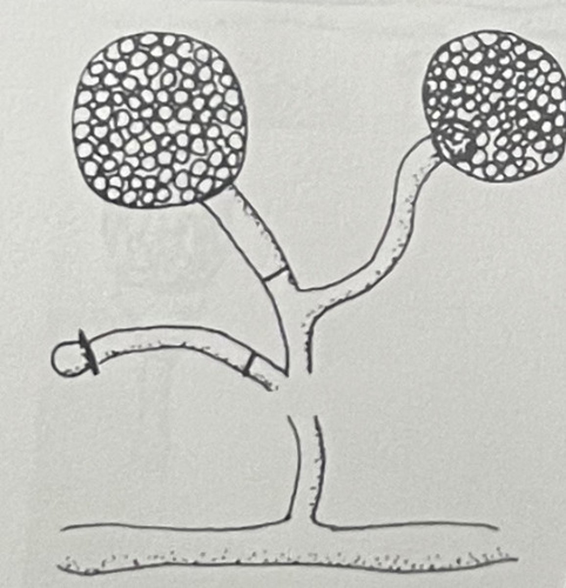 <p>NO rhizoids </p>
