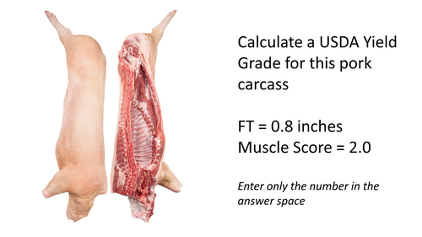 <p>Calculate a USDA Yield Grade for this pork carcass.</p><p>FT = 0.8 inches</p><p>Muscle Score = 2.0</p>