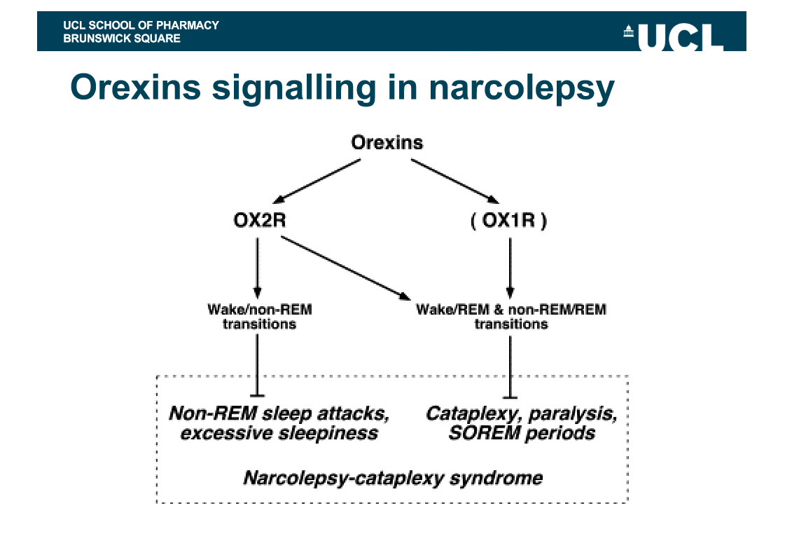 <p><span><span>the absence of both </span></span><strong>Orexin Type 1 (OX1R)</strong><span><span> and </span></span><strong>Orexin Type 2 (OX2R)</strong><span><span> receptor signaling leads to distinct, yet complementary, dysregulations of the sleep-wake cycle</span></span></p><ol><li><p><span><strong><span>OX2R Loss:</span></strong><span> Triggers uncontrolled daytime sleepiness (inability to stay awake).</span></span></p></li><li><p><span><strong><span>Both Lost:</span></strong><span> Triggers the inability to inhibit REM sleep during the day (cataplexy, sleep paralysis, hallucination).</span></span></p></li></ol><p></p>