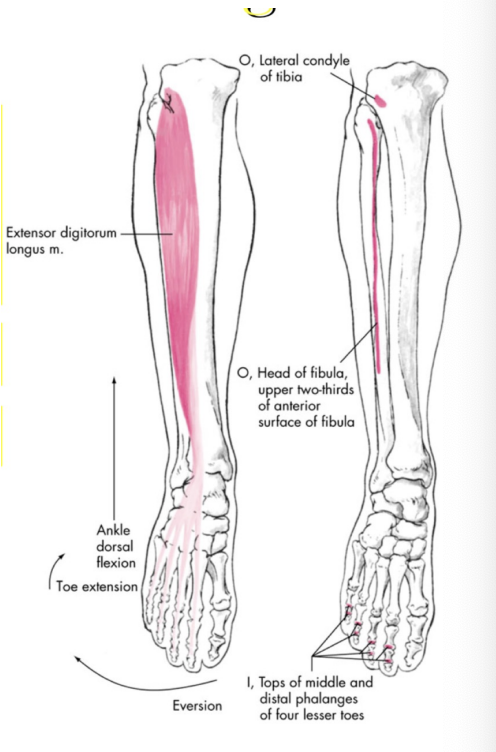 <p>Extensor Digitorum Longus</p>