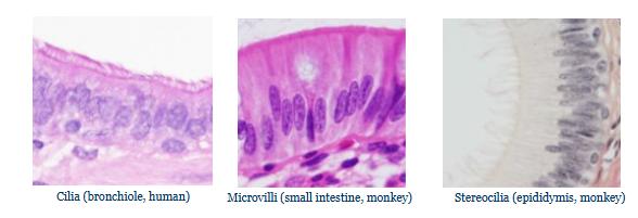 <ol><li><p>Cilia - motile, long cell processes (resp tract, oviduct and uterus)</p></li><li><p>Microvilli - non-motile, minute projections found in epithelia specialised for ABSORPTION, they markedly increase SA (kidney and intestine)</p></li><li><p>Stereocilia - long microvilli (epididymis and vas deferens)</p></li></ol><p></p>