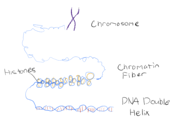 <p>DNA + Associated proteins</p>