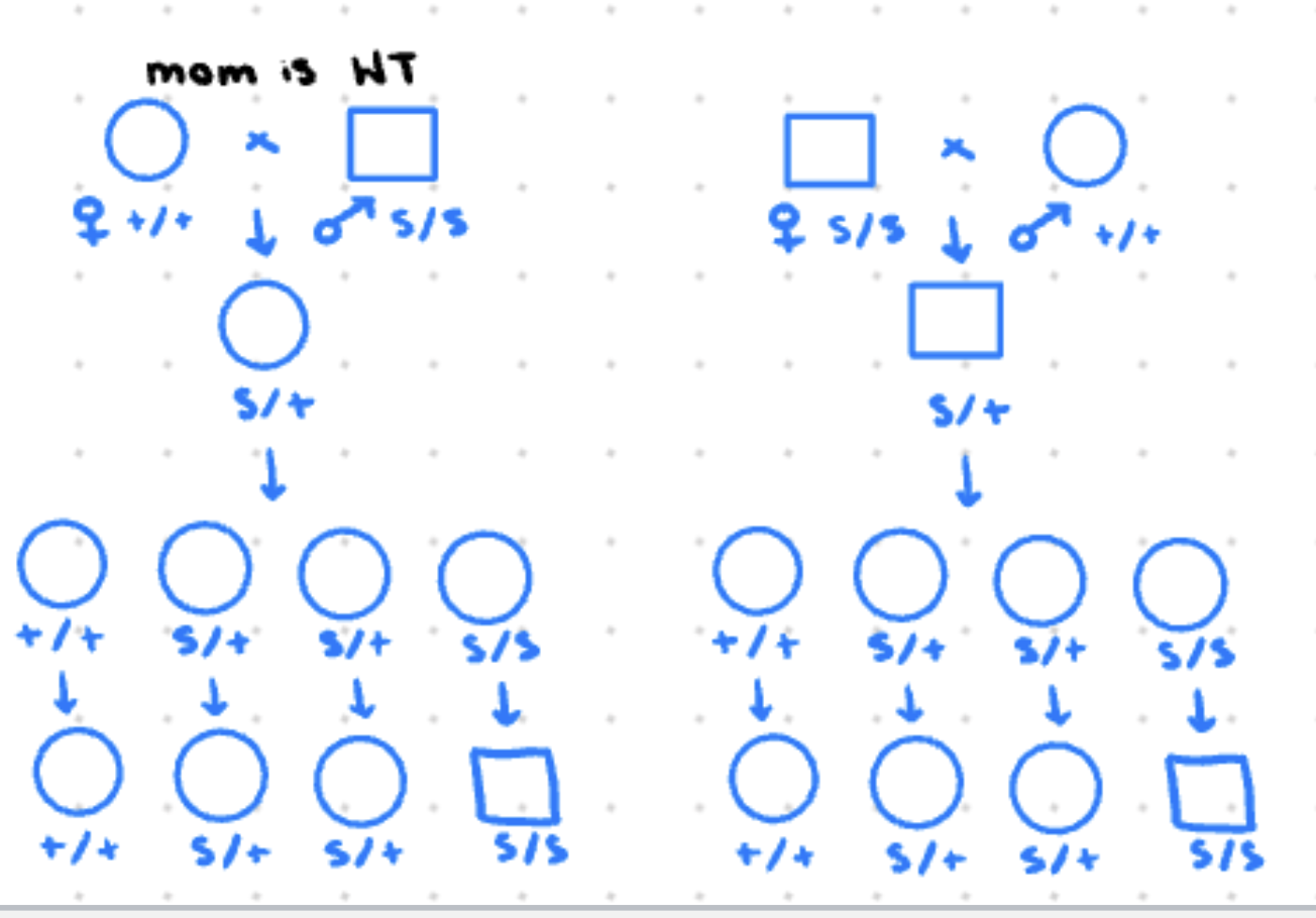 <p>phenotype of offspring is based on moms genotype</p>