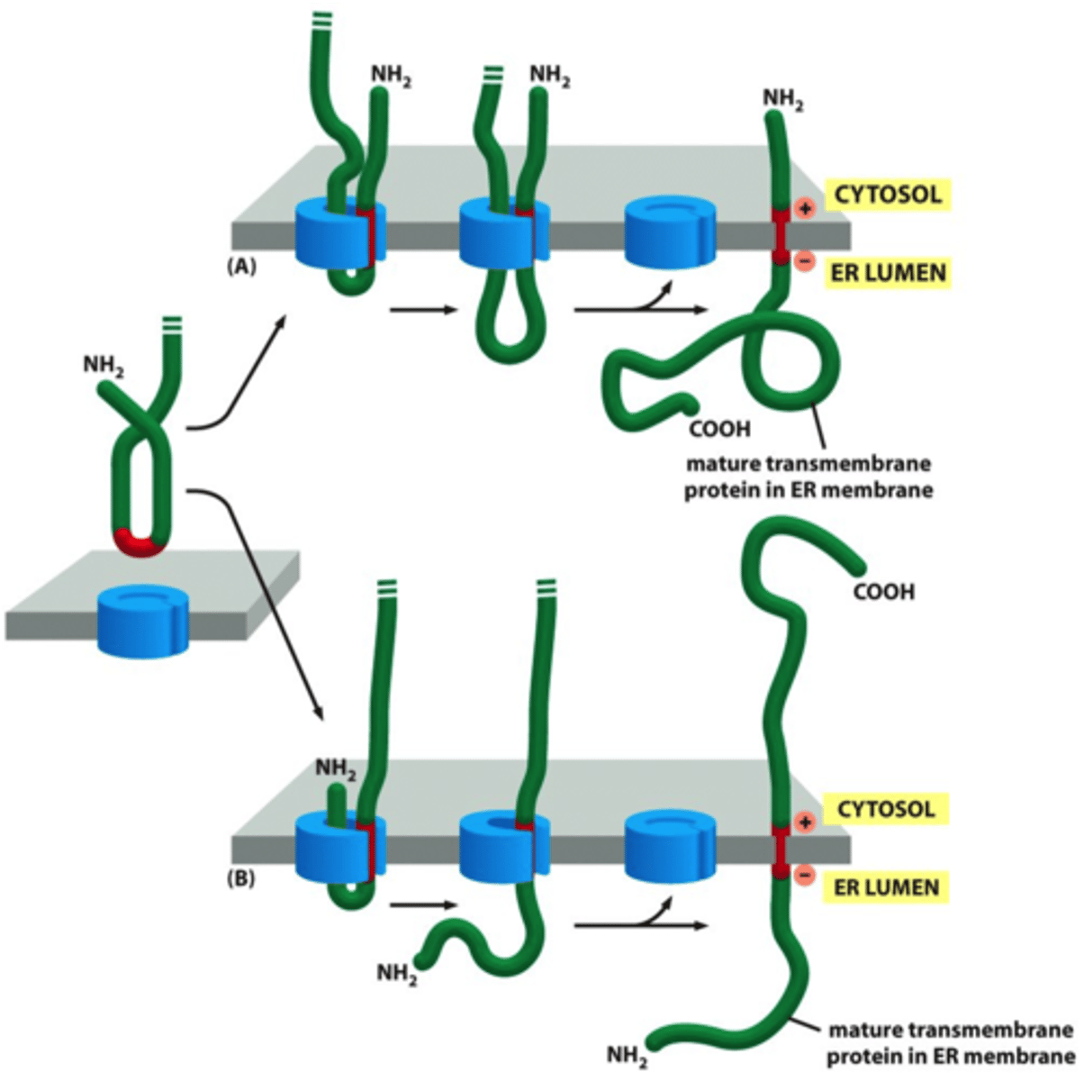 <p>the location of positively charged aa;<br>cytosolic;<br><br>lumenal</p>