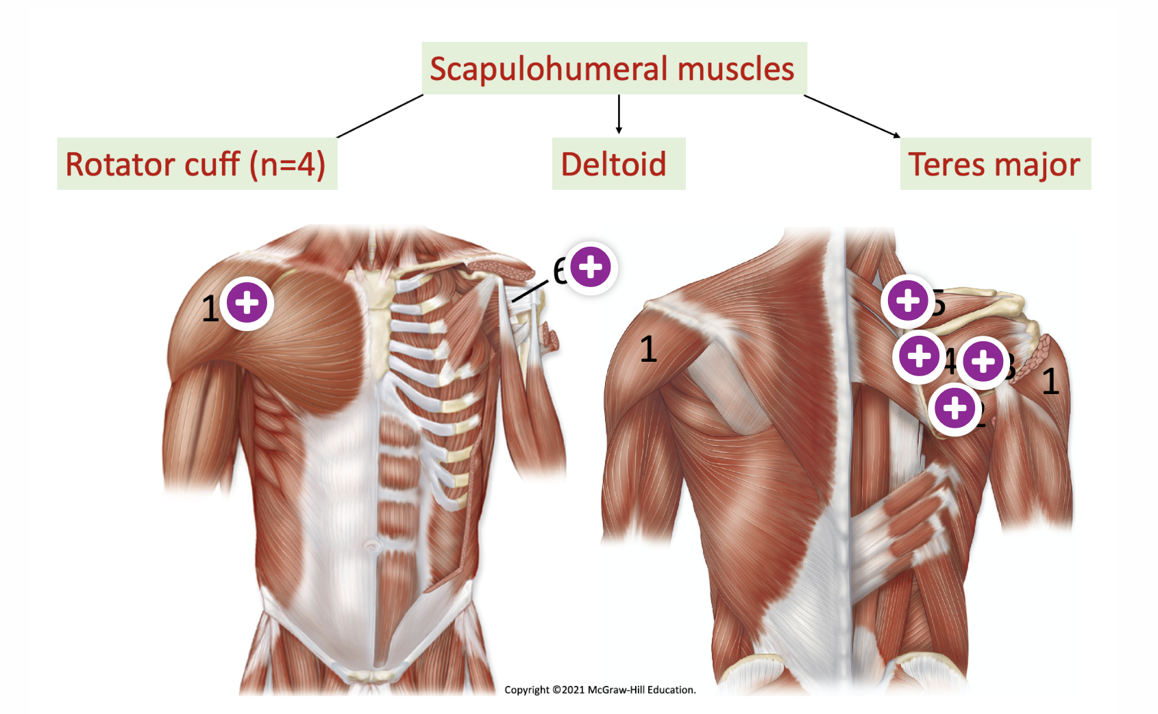 <p>deltoid - 1,  middle anterior and posterior</p><p>teres major -2, </p><p>subscapularis - 6, </p><p>supraspinatus - 5, </p><p>infraspinatus - 4, </p><p>teres minor - 3</p>