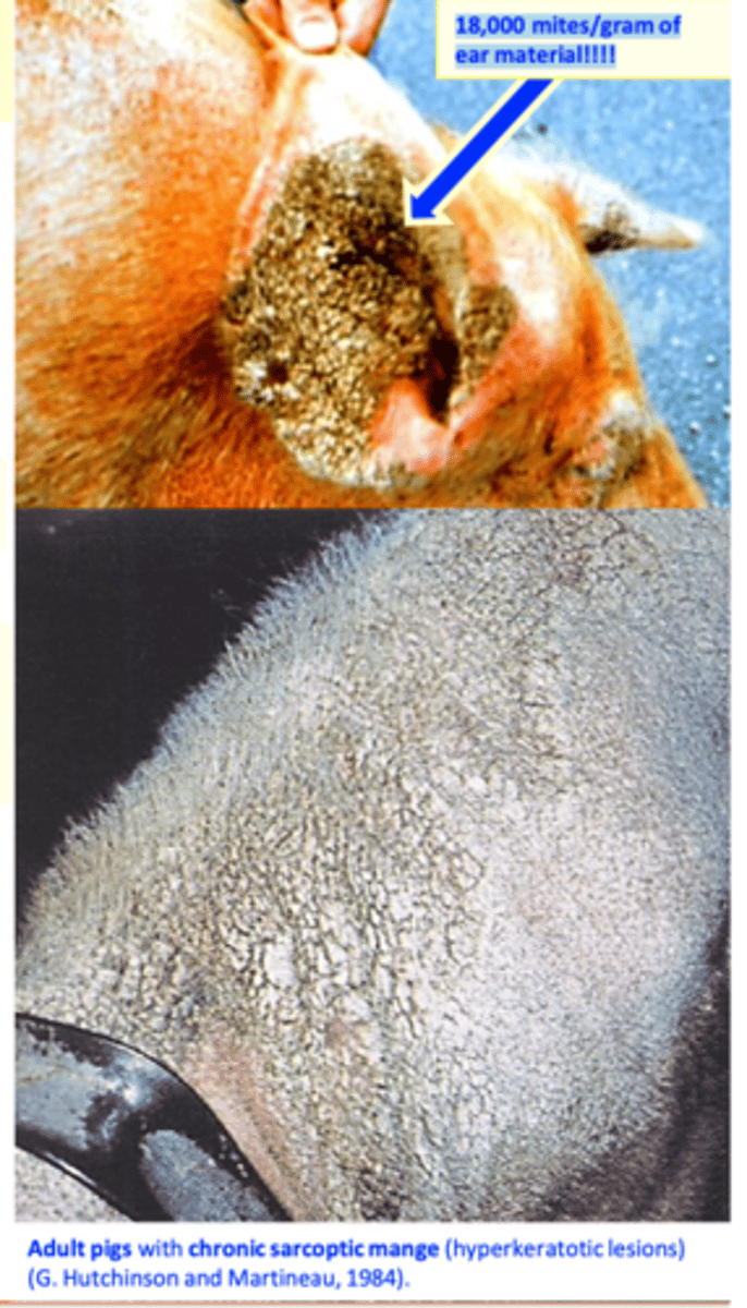<p>Sources of infection (infestation)</p><p>• Animals with chronic/hyperkeratotic lesions (ear, forehead, legs), especially adult breeding animals: sows and boars</p>