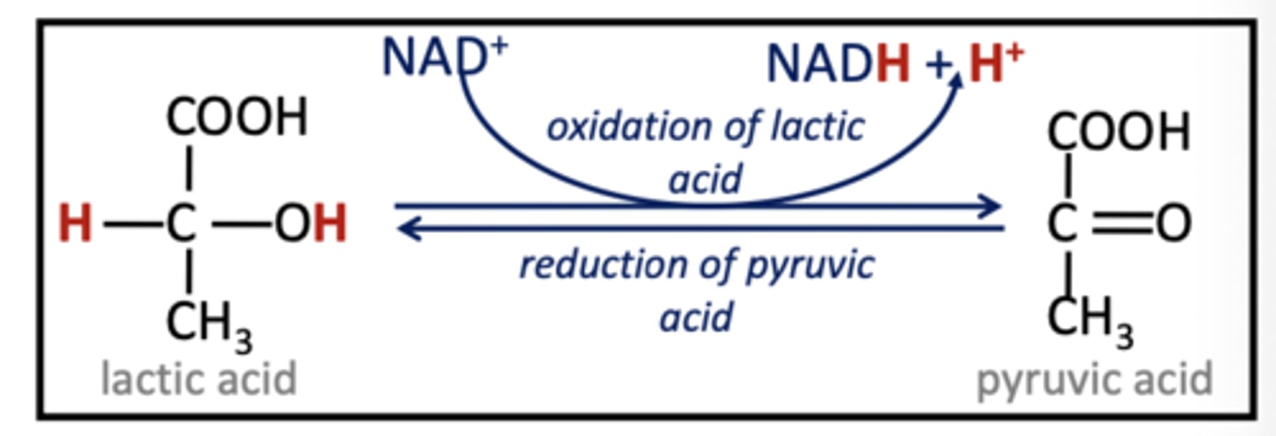 <p>Electron carrier derived from vitamin B3. (NAD+ picks up H+ &amp; 2e-, remaining H+ becomes part of solvent)</p>