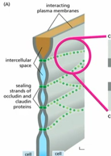 <p>physically defines domains (apical, basal, etc)</p><p>limits diffusion from one cell to the next</p>