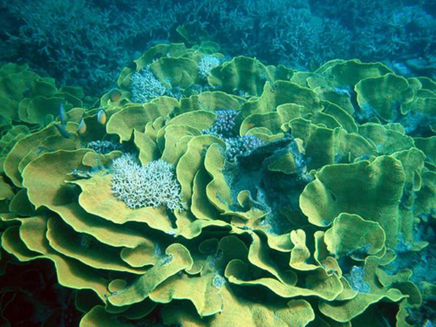 <p>2D sheet-like colonies generally growing in more than one direction and not laying horizontally</p>