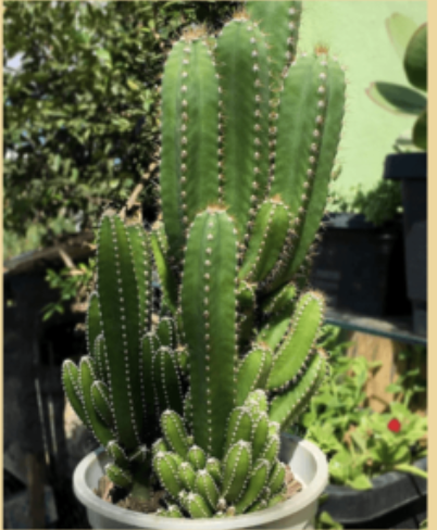 <p>What kind of stem modification is this?</p>