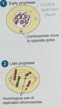 <p>DNA condenses into individual distinct chromosomes; the nucleus (nuclear membrane) breaks down; centrosomes migrate to the poles, chromosomes are held together at the centromere, and the centrioles begin to form the spindle </p>