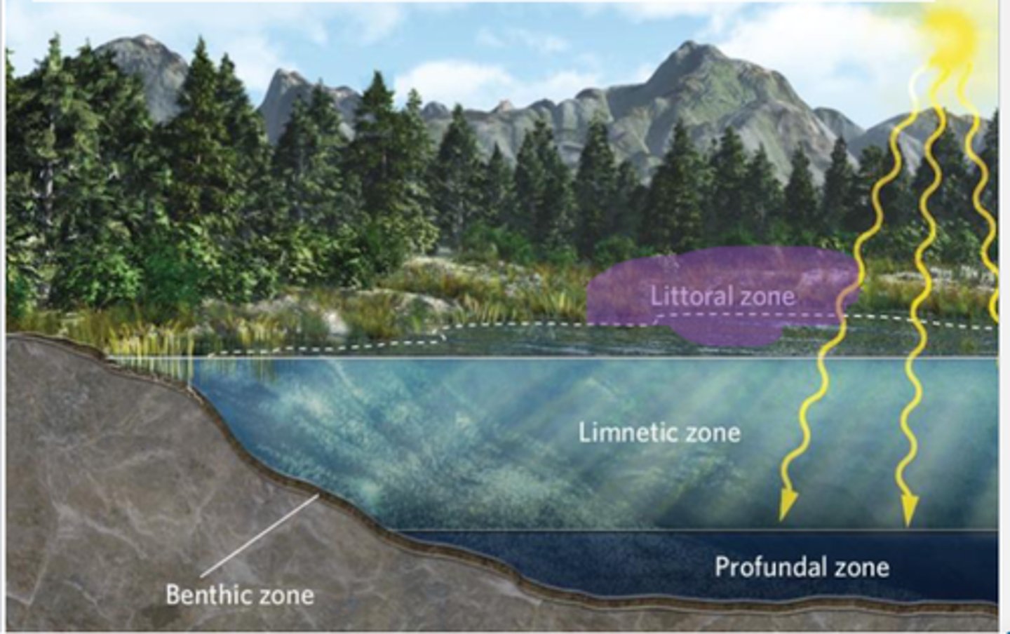 <p>the shallow area around the edge of a lake or pond containing rooted vegetation</p>