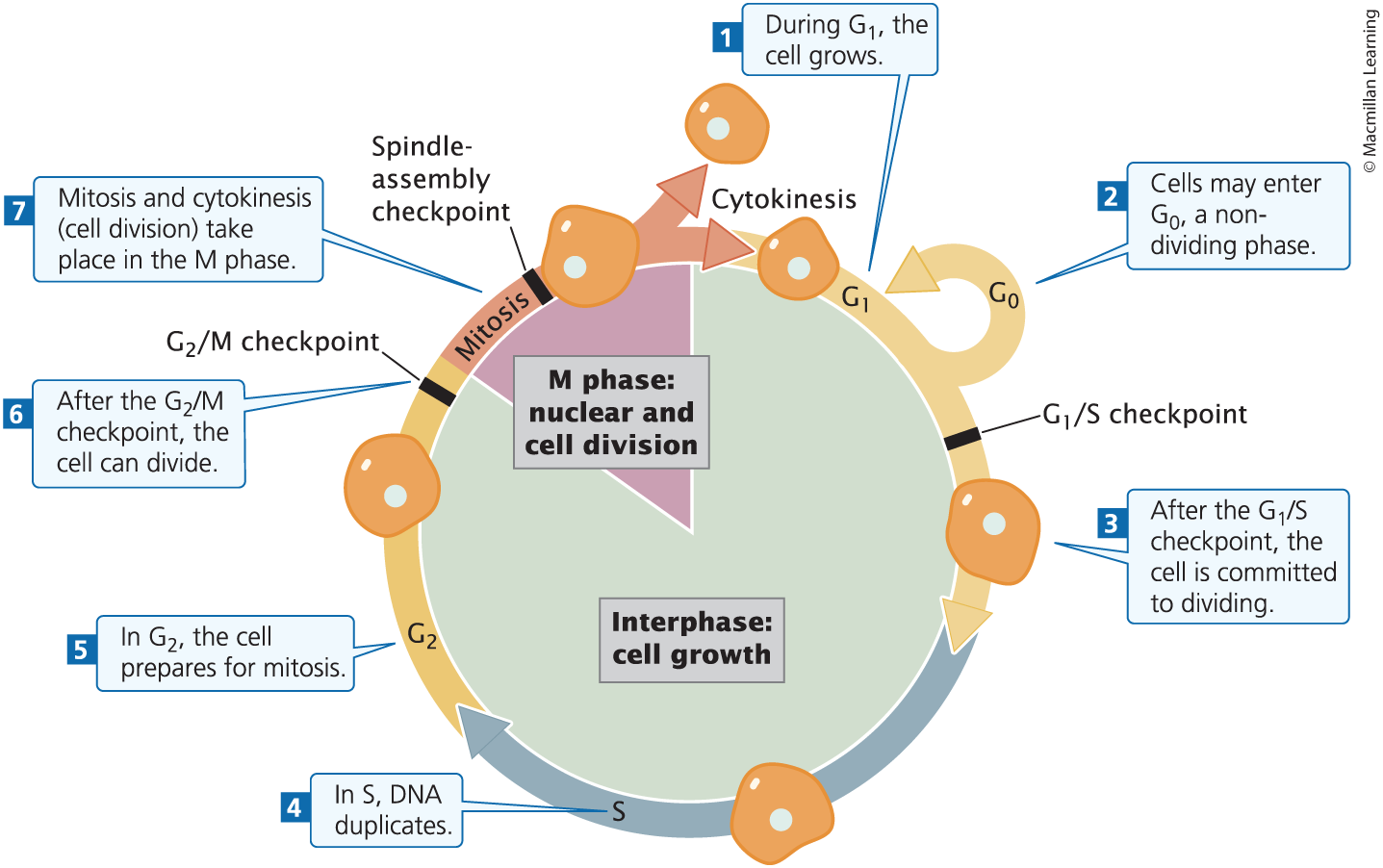 <p>The life cycle of the cell. Consists of:</p><p>Interphase (cell growth, DNA synthesis before division): G1, S, G2</p><p>M Phase (cell division): <span><span>Prophase, Prometaphase, Metaphase, Anaphase, and Telophase</span></span></p>