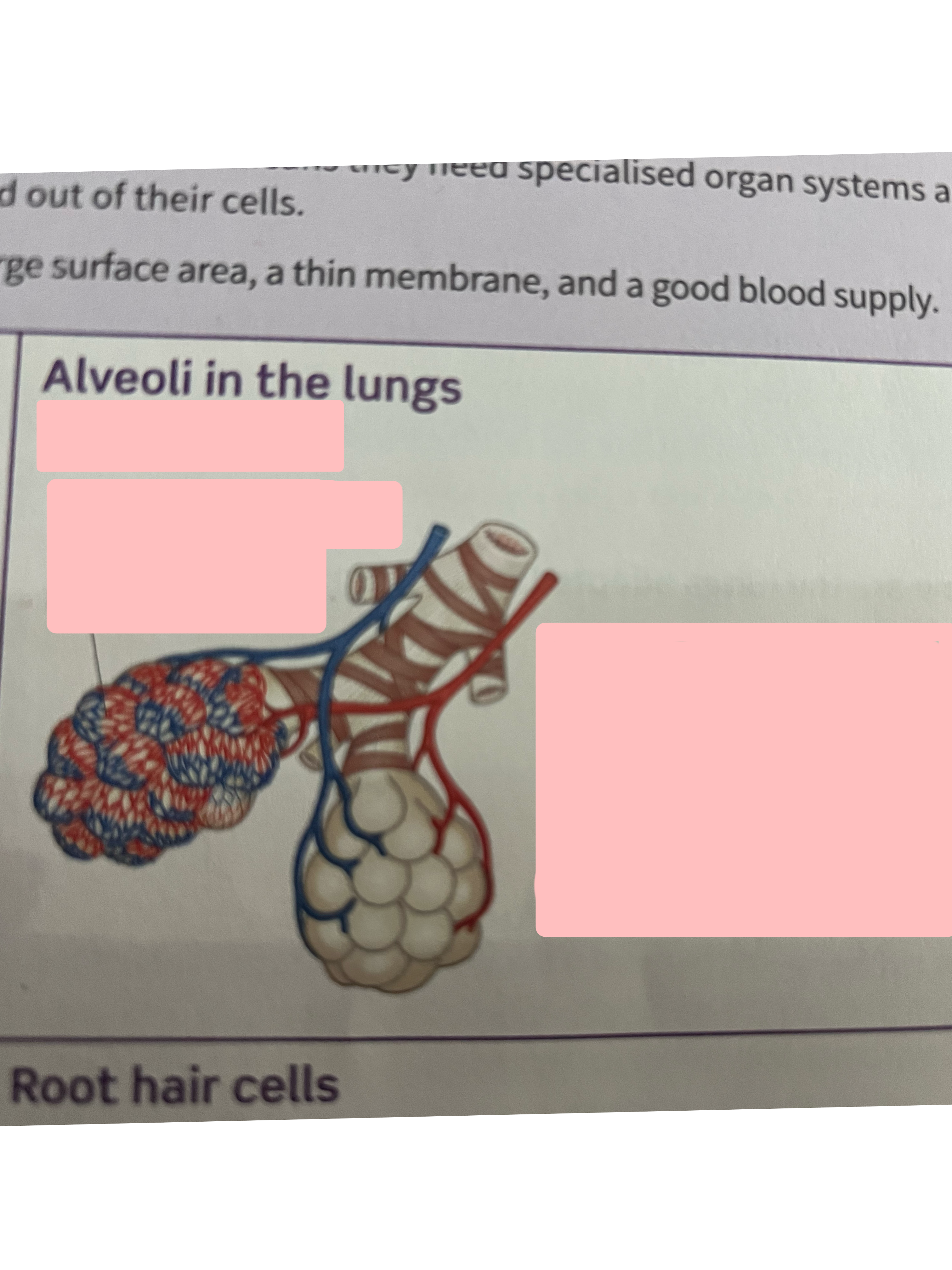 <p>Label exchange surface and adaptations</p>