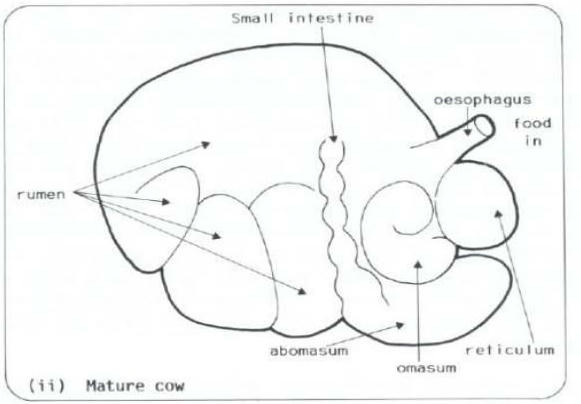 <p>Food flow of (bovine) stomach: </p>