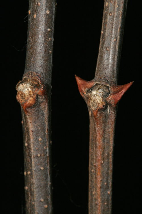 <ul><li><p>riparian, shade intol</p></li><li><p>leaves: compound, 7-19, small &amp; round (2 in)</p></li><li><p>buds: small</p></li><li><p>twigs: sharp spines</p></li><li><p>bark: light brn / grey, irregular 3D diamond furrows</p></li><li><p>repro: smooth short pea pods, brn / purple</p></li></ul>
