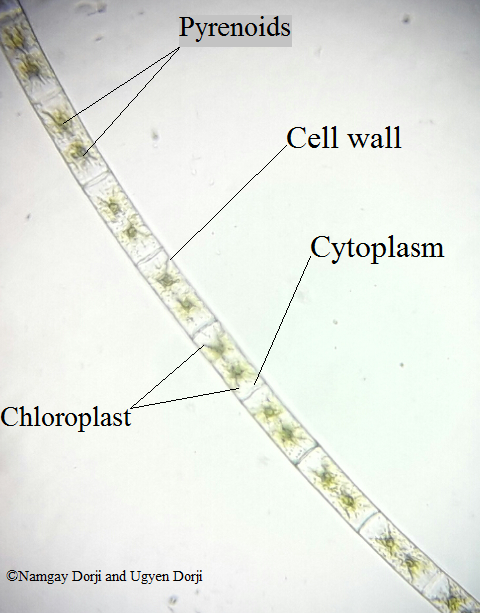 <p>Zygnema</p><p>charophyta</p><p>yellow-green; green</p><p>unbranched filaments</p><p>cell attached end-to-end to form unbranched filament</p><p>non-motile</p><p>non-flagellated, amoeboid gametes</p>