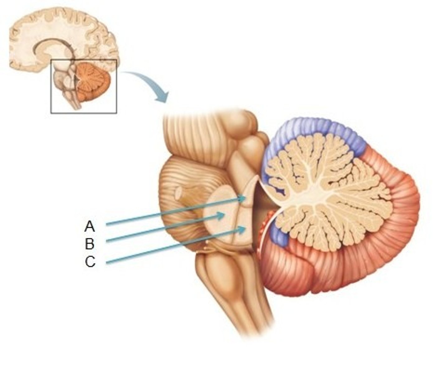 <p>Connect pons to cerebellum</p><p>Contain contralateral tracts that receive input from the pons - pontocerebellar</p>