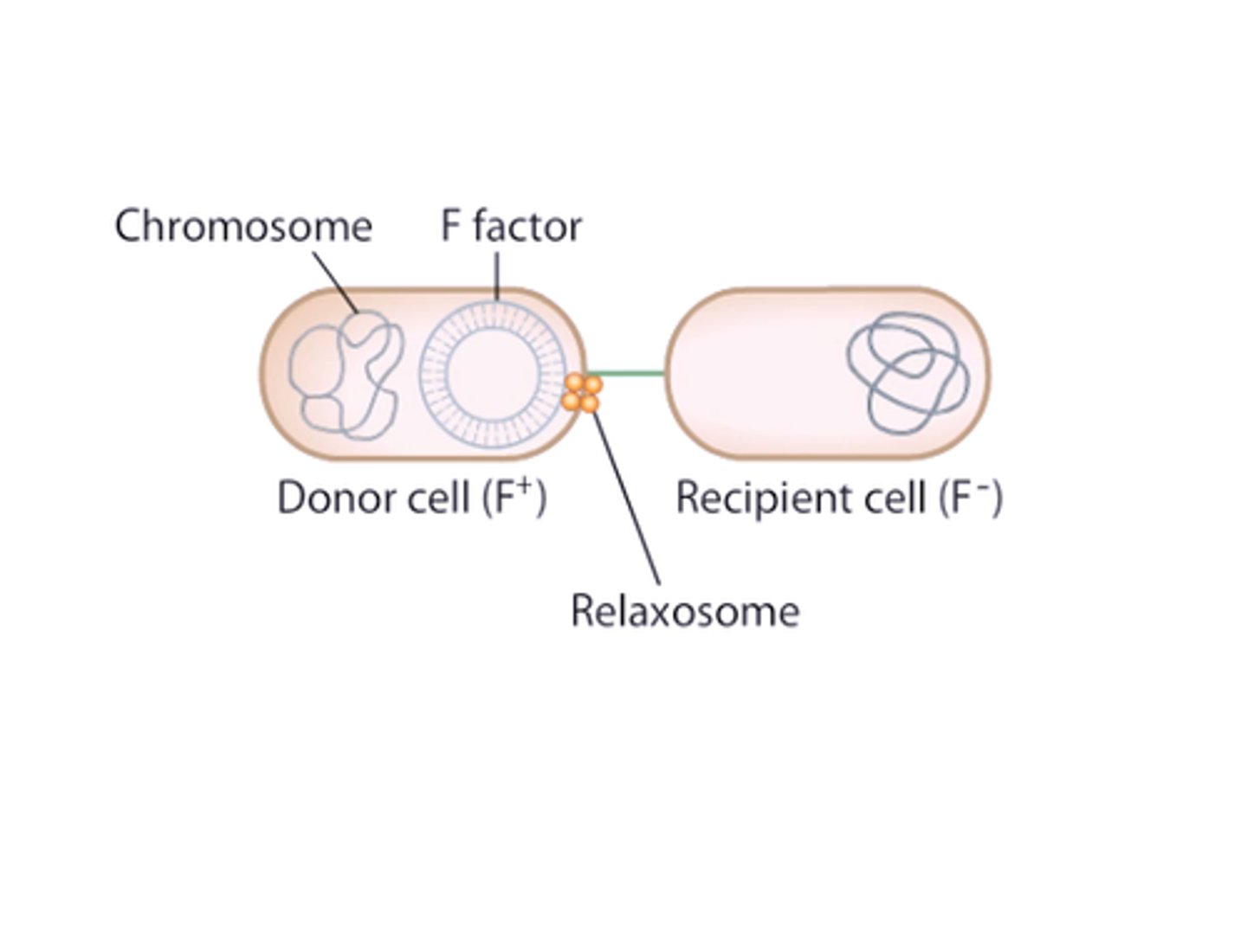 <p>-conjugation is from donor to recipient</p><p>-donor must have F-factor which is a plasmid that is self-replicating circular DNA that is seperate from the chromosome. it has an origin and contains genes to make f-pilli which allow the donor to attach to the recipient</p>