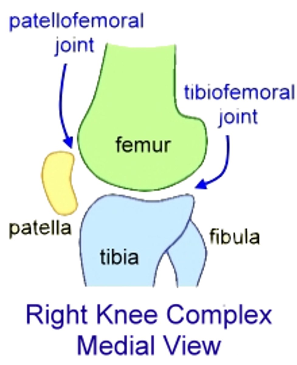 <p>femur, tibia, fibula, patella and contains fibrocartilaginous disks and many bursae</p>