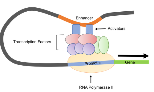 <p>The binding site for the <strong>activator </strong>protein in eukaryotes. <strong>General transcription factors, mediators, and RNAP</strong> bind on the other side which creates a loop structure to initiate transcription.</p>