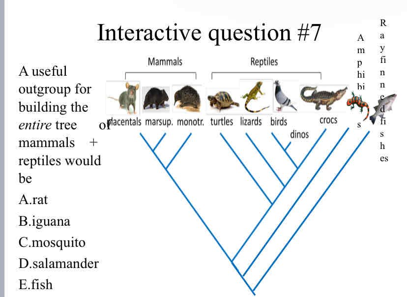 <p>A useful outgroup for building the <em>entire</em> tree &nbsp; &nbsp; &nbsp;of mammals &nbsp; &nbsp;+ reptiles would be</p>