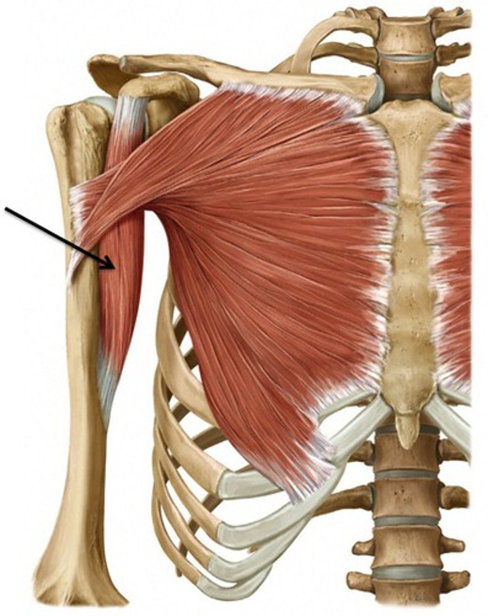 <p>Flexion, ADduction</p><p>(anterior side)</p>