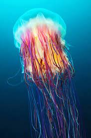 <p>most of the larger jellyfish in this class</p><p>mostly in open sea</p><p>bells vary in shape and size</p><p>most less than 1/2 m across</p><p>scalloped margin</p>