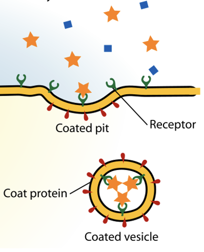 <p>What type of endocytosis is this?</p>