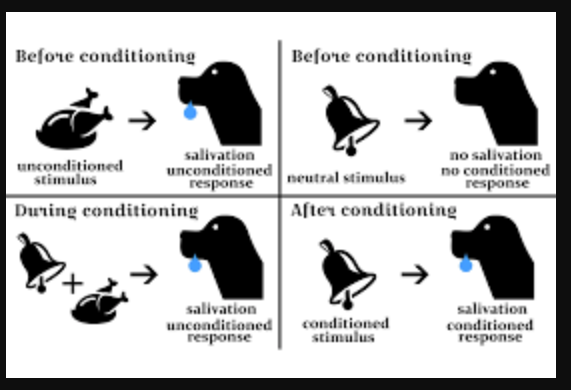 <ol><li><p>UCS (food) elicits UCR (salivating dog) </p></li><li><p>Acquisition phase where NS (bell) presented before UCS ; no response elicited </p></li><li><p>NS (bell) + UCS (food) elicits UCR (salivating dog)</p><ul><li><p>Consistent pairing of NS + UCS needs to occur for step 4.</p></li></ul></li><li><p>CS (bell) now elicits CR (salivating dog)</p></li></ol><p></p><p></p>