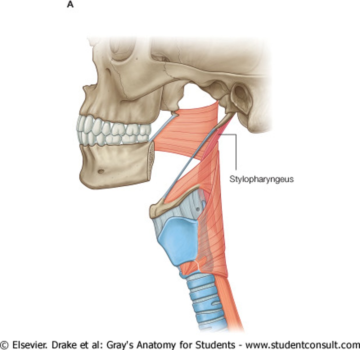 <p>longitundinal muscle that helps shorten/widen &amp; elevate pharynx during swallowing <br> -origin = styloid process <br> <br>*innervated by Glossopharyngeal Nerve (CN IX)</p>