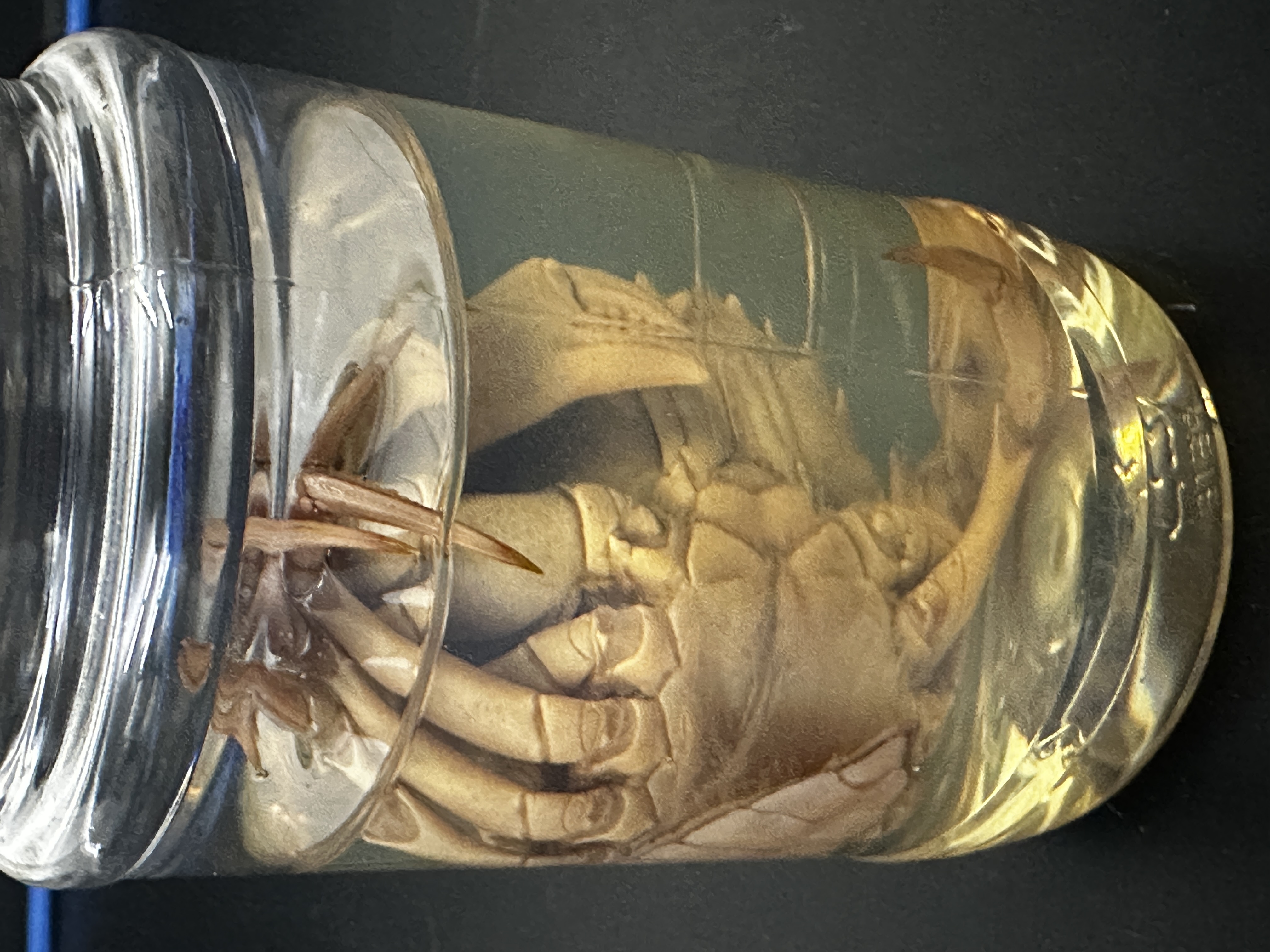 <p>Identify (Grouping(s), Phylum, Subphylum)</p>