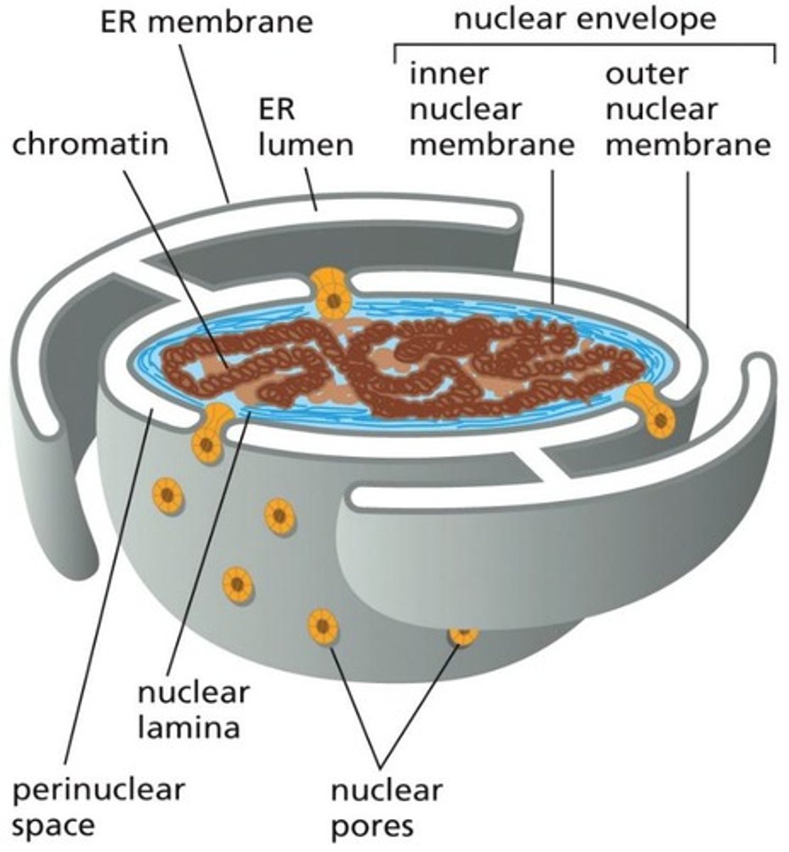 <p>Double membrane surrounding the nucleus.</p>