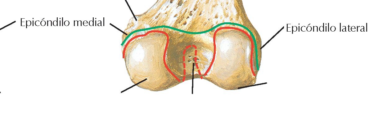 <p>Proyección presente en la cara latreal del cóndilo lateral</p>