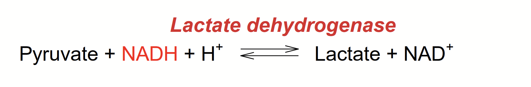 <p>Some natural substrates show UV absorbance change after conversion to product.</p><p>When pyruvate is converted to lactate, it converts NADH to NAD<sup>+ </sup>(oxidated). <strong>NADH </strong>absorbs ultraviolet light at 340 nm, whereas the NAD<sup>+</sup> product does not absorb → Overall absorbance decreases as the reaction proceeds ([NADH] decrerases as it is converted to NAD<sup>+</sup>, thus, less absorbance).</p>