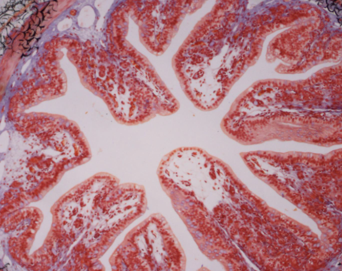 <p>Simple Columnar Epithelial Tissue</p>