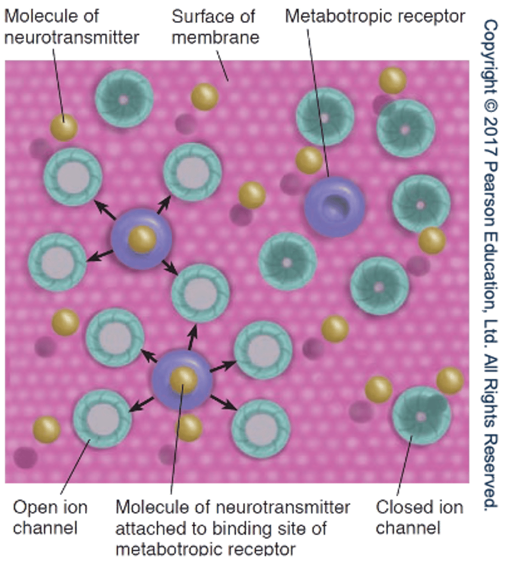 <p>- Contains binding site.</p><p>- Initiates chain reaction that eventually opens ion channels → requires energy.</p><p>- PSPs slower than those produced by ionotropic receptors.</p>