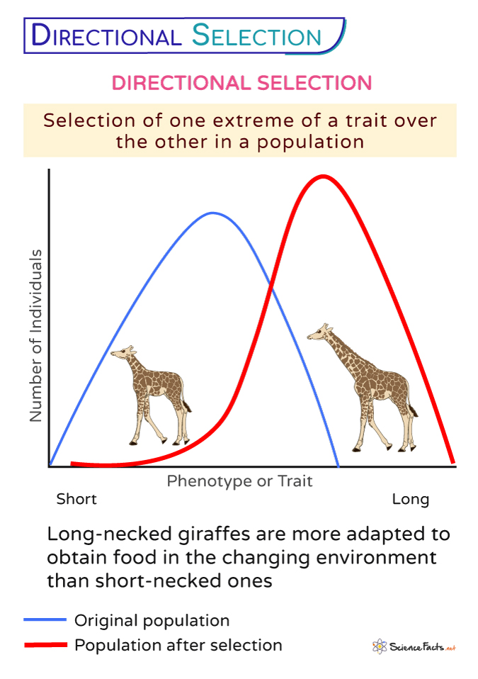 <p>selection in which phenotypes at one extreme of the population distribution are favored </p><ul><li><p>graph shifts towards one side</p></li></ul><p></p>