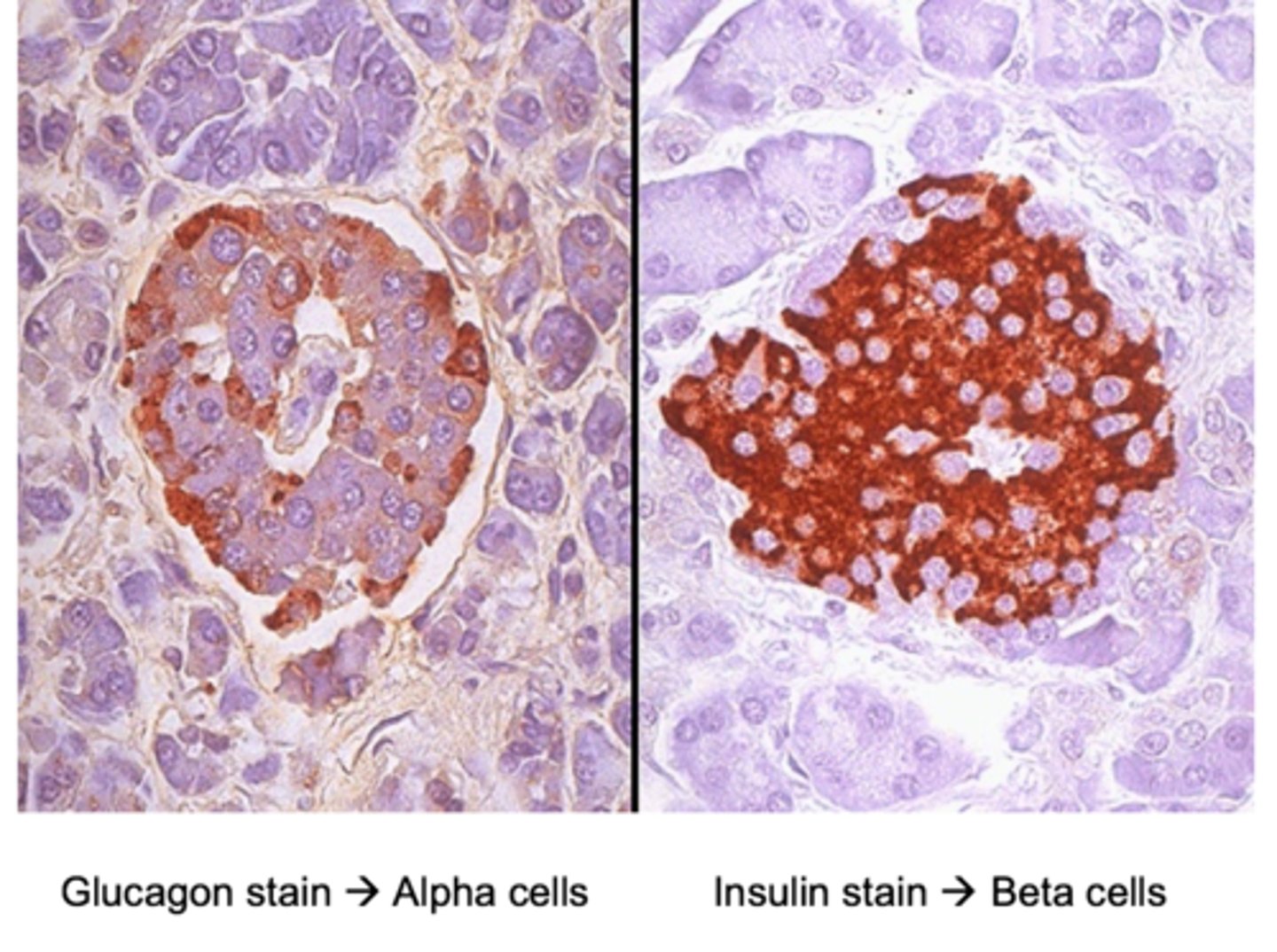<p>beta cells of the islet of Langerhans in the pancreas</p><p>- released in response to carbohydrates (including glucose) and amino acids</p>