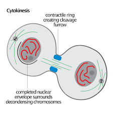 <p>The very last step of cell division. Equal division of the cytoplasm and the organelles between/into the two daughter cells. The parent cell has now split into two new daughter cells, each cell has the same number of chromosomes as the parent cell (diploid number of chromosomes). Together, mitosis and cytokinesis form two new daughter cells with the same genetic information as the parent cell. The linked processes of mitosis and cytokinesis have three important functions: they are growth, maintenance, and repair. </p>