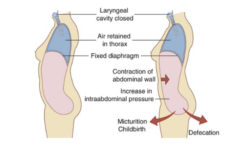 <ul><li><p>Can be controlled by contraction &amp; relaxation of the abdominal wall —</p><ul><li><p>Ex. — contraction dramatically increases intraintraabdominal pressure when the diaphragm is in a fixed position, as air will be retained in the lungs by closing valves in the larynx in the neck (and can provide the counteracting pressure preventing expansion of the abdominal wall. </p><ul><li><p>Increased intraabdominal pressure assists in voiding the contents of the bladder and rectum and in giving birth</p></li></ul></li></ul></li></ul>