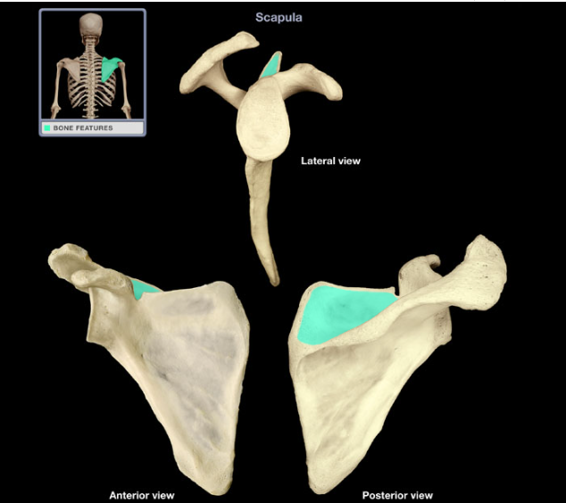 <p>Depression superior to scapular spine, provides attachment for muscle</p>