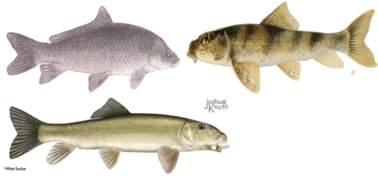 <p>Smallmouth Buffalo</p><p>White Sucker</p><p>Northern Hogsucker</p>