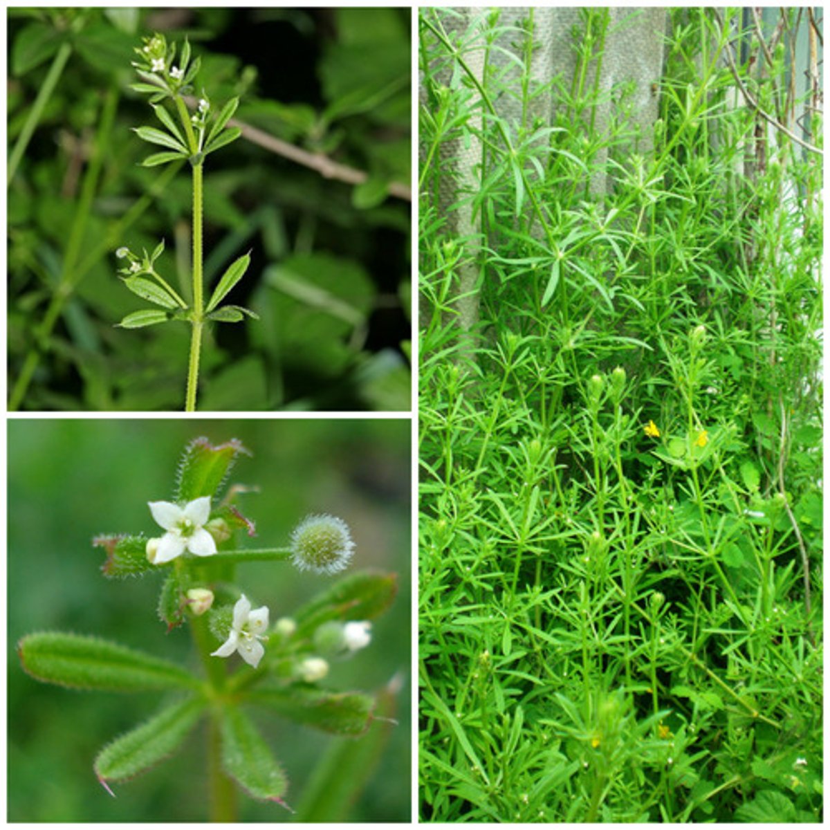 <ul><li><p>whorled leaves</p></li><li><p>stems in velcro-like prickles</p></li><li><p>stems climb on other plants</p></li></ul><p>Species</p>